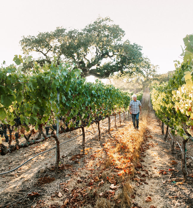 Winemaker Jon Priest walking between rows of grapevines in a vineyard.