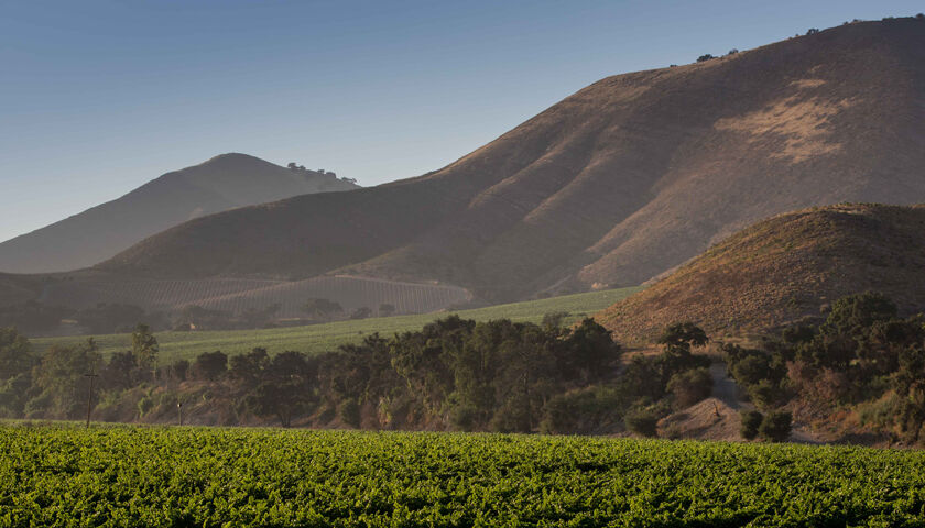 Vineyard landscape at sunset, rolling hills, Etude Wines.