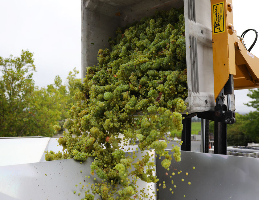 Harvested green grapes being dumped from a bin into a wine press.