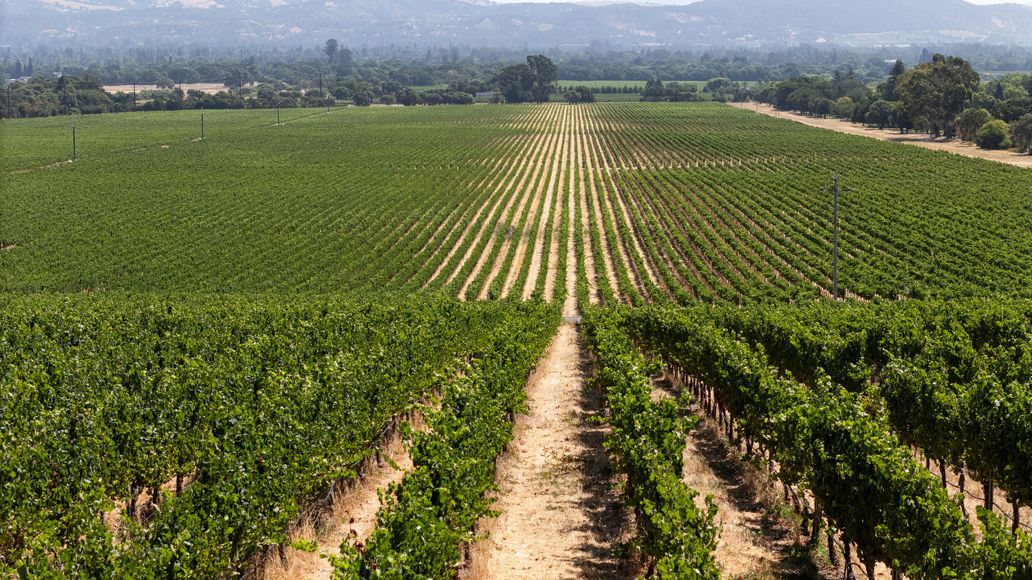 Rows of grapevines at Etude Wines vineyard.