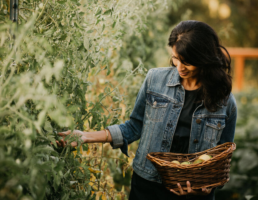 Woman harvesting fresh tomatoes in a garden.