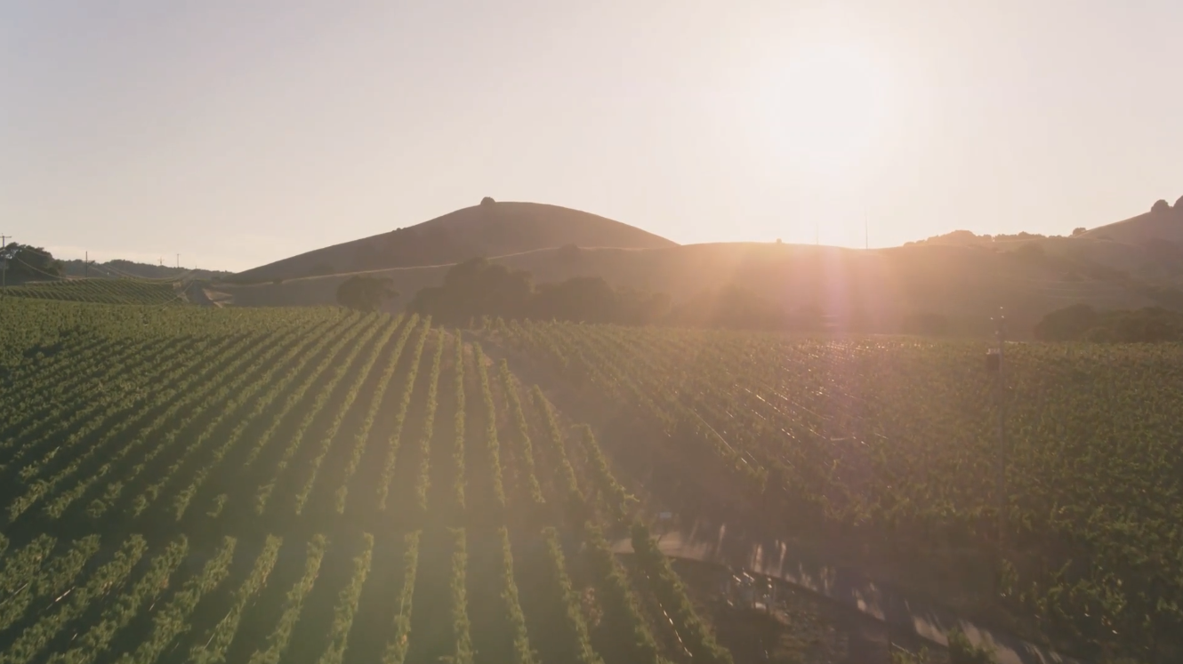 Load video: drone footage over a vineyard at sunrise