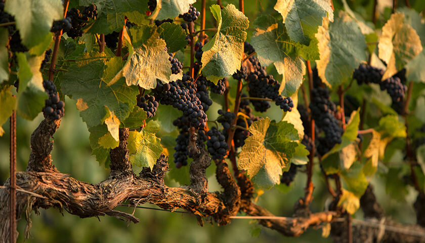 Ripe red grapes hanging from mature wine vine