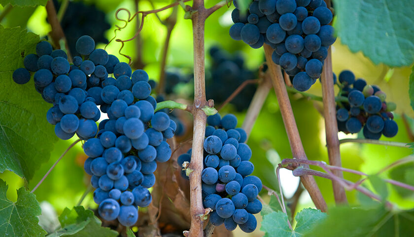 Ripe bunches of dark purple grapes hanging on a vine.