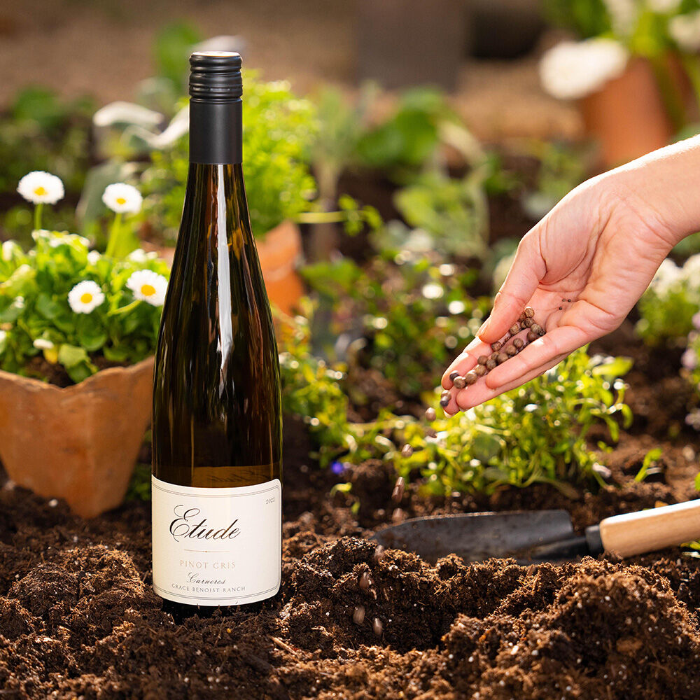A bottle of Etude Pinot Gris wine sits in a garden as a hand plants seeds.
