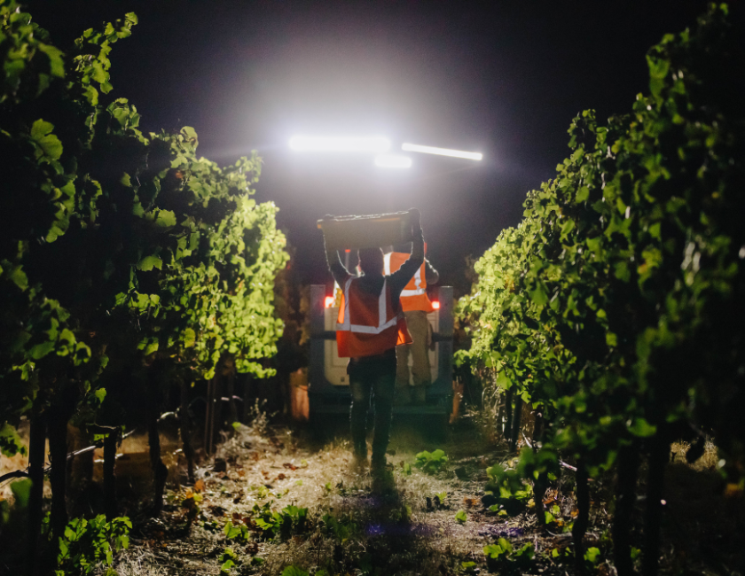 2022 Harvest Reflection: Etude Wines