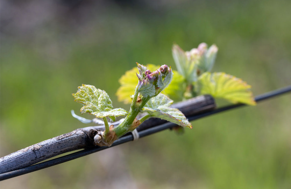Bud Break at Etude