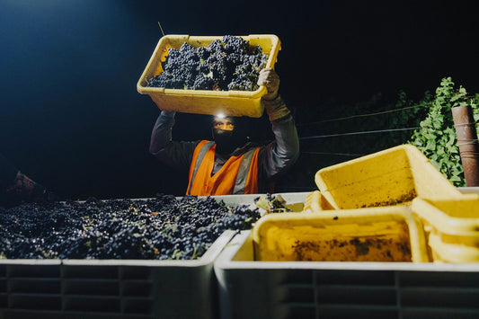 2026 Harvest Recap: Etude Wines