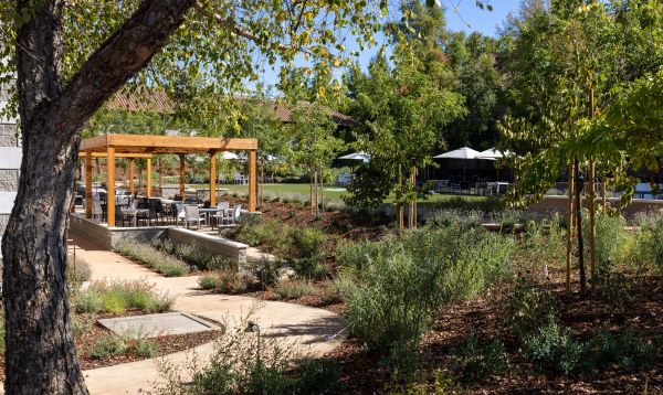 Seeing Is Believing: Sustainable Winemaking at Etude Wines