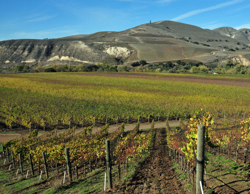 Autumn vineyard rows on rolling hills under a clear blue sky