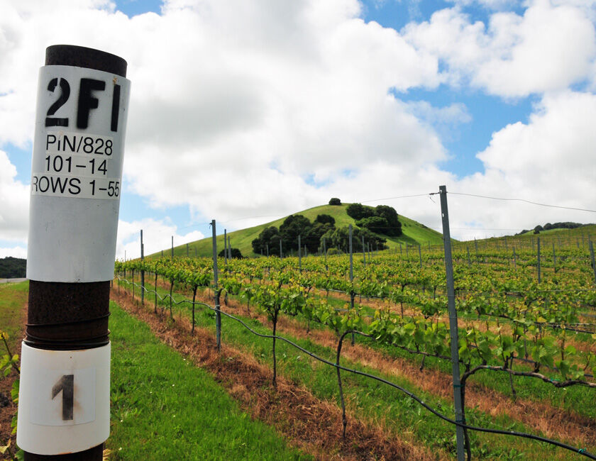 Vineyard rows on a hillside on a sunny day