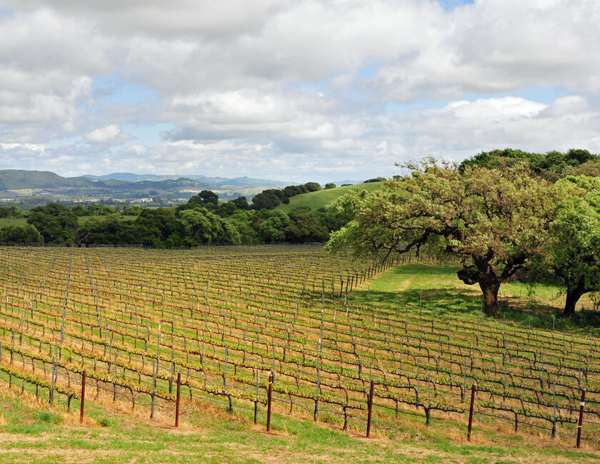 Vineyard rows on a sunny hillside, with a large oak tree in the foreground and distant rolling hills.