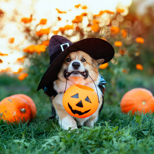 Corgi holding a jack-0-lantern in mouth. The dog s wearning a witch's costume.  there are three pumpkins around the dog. 
