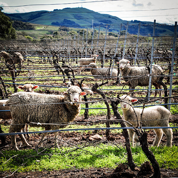 Sheep grazing in vineyard rows