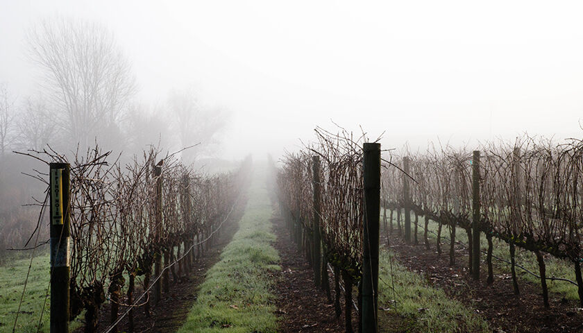 Misty vineyard rows in winter, Pinot Noir vines