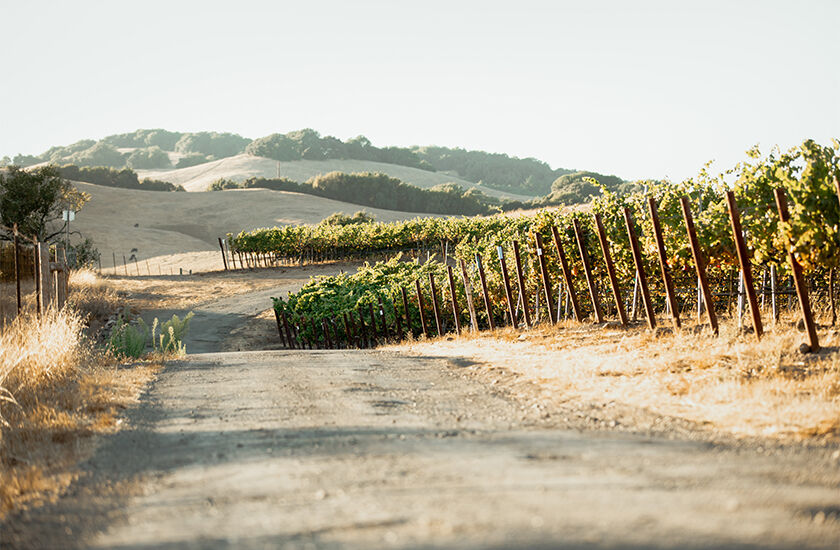 Vineyard road winding through sun-drenched hills