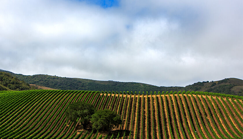 Vineyard rows on a hillside under a cloudy sky.