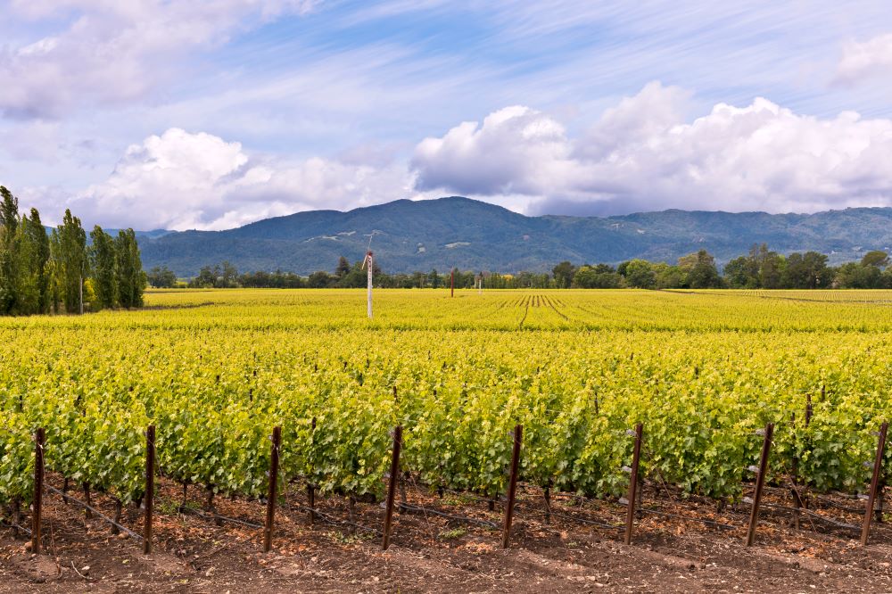 Rows of grapevines in a vineyard, under a partly cloudy sky.