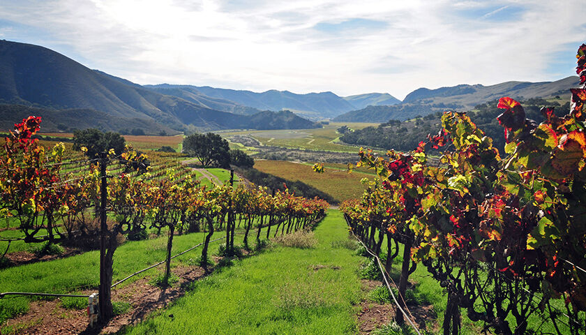 Vineyard rows on a hillside, autumn leaves, sunny day