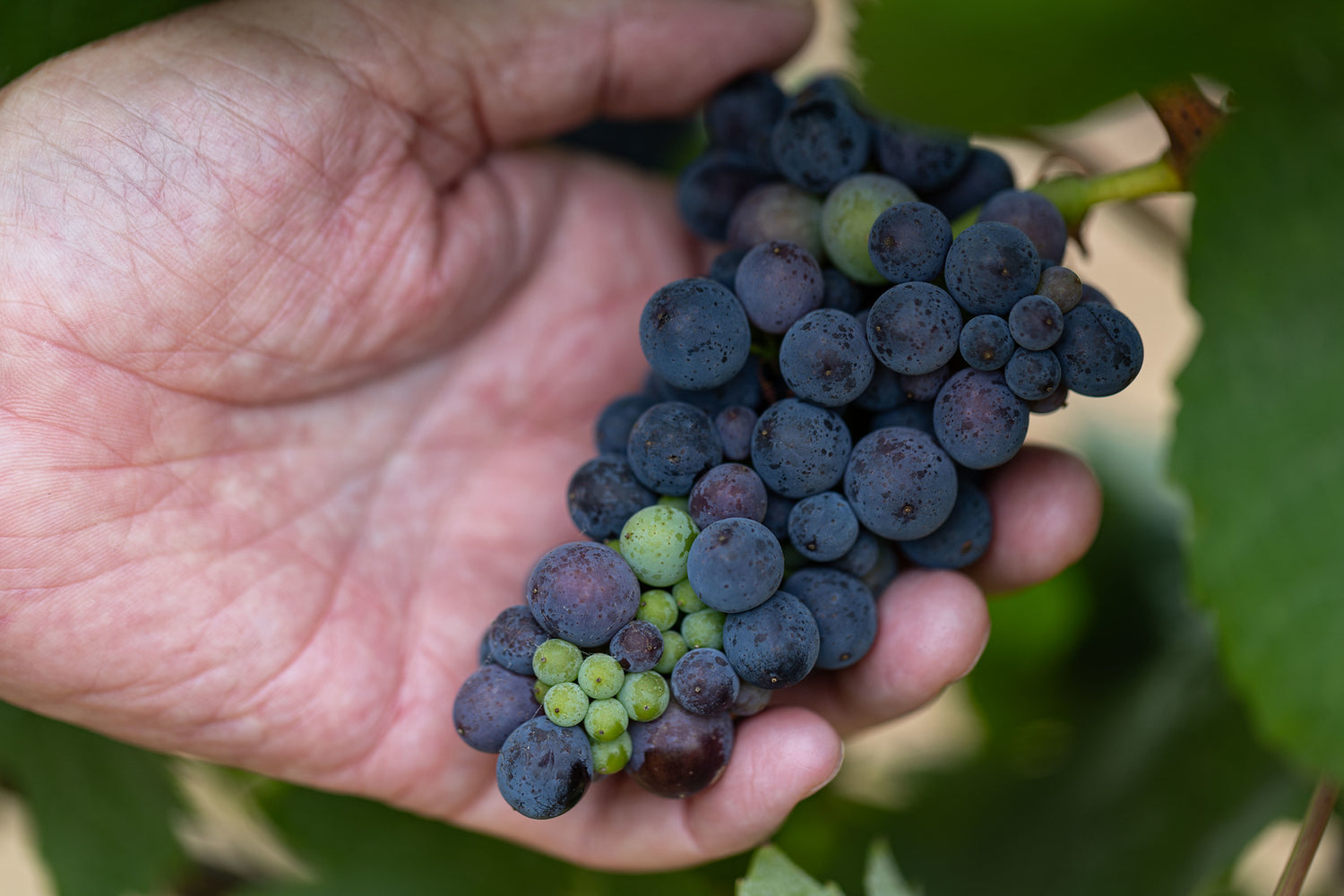 Hand holding a cluster of ripe, dark-purple grapes.