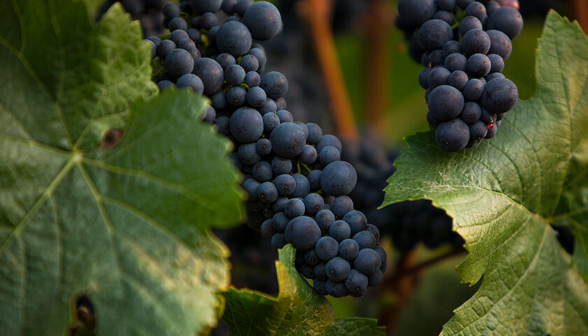 Ripe, dark purple grapes hanging on the vine
