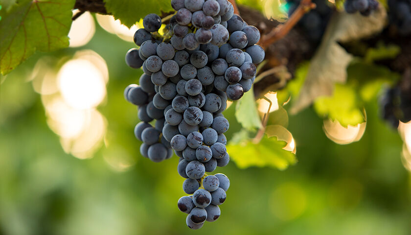 Close-up of ripe, dark purple wine grapes on the vine.